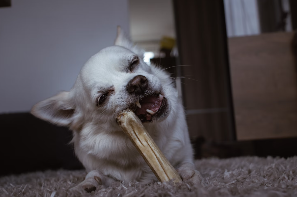 Image showcasing The Benefits of Chew Toys for Dogs with Anxiety